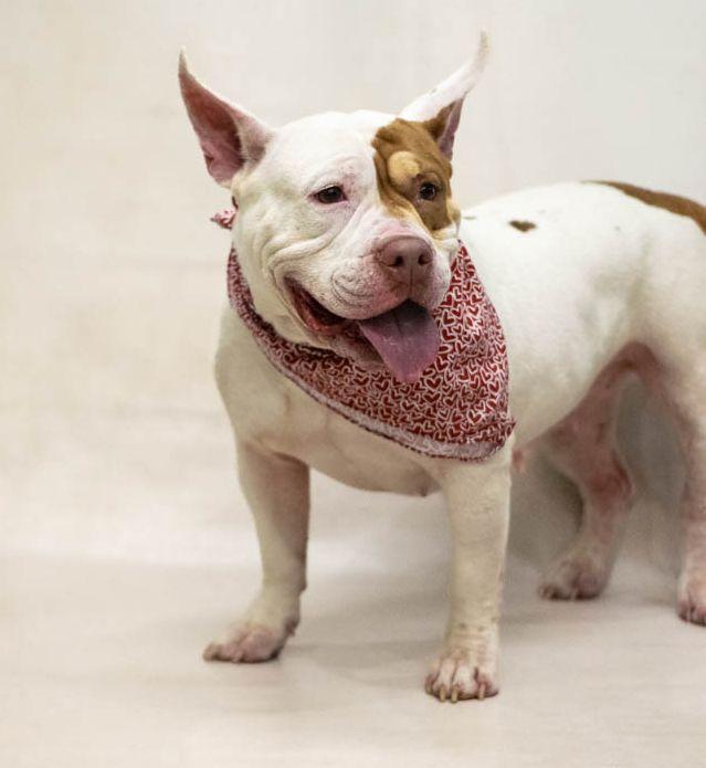Enlarge Valentina, a Adopted mixed breed in Sanford, FL image 2/2