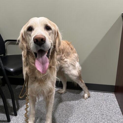 Mr Donuts, Adoptable, Young Male Golden Retriever & Retriever.