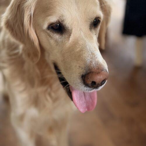 Mr Donuts, a Adoptable mixed breed in Vienna, ON image 3/5