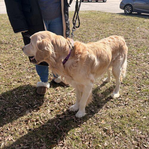 Mr Donuts, a Adoptable mixed breed in Vienna, ON image 4/5