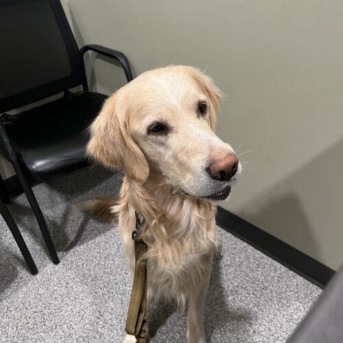 Mr Donuts, a Adoptable mixed breed in Vienna, ON image 5/5