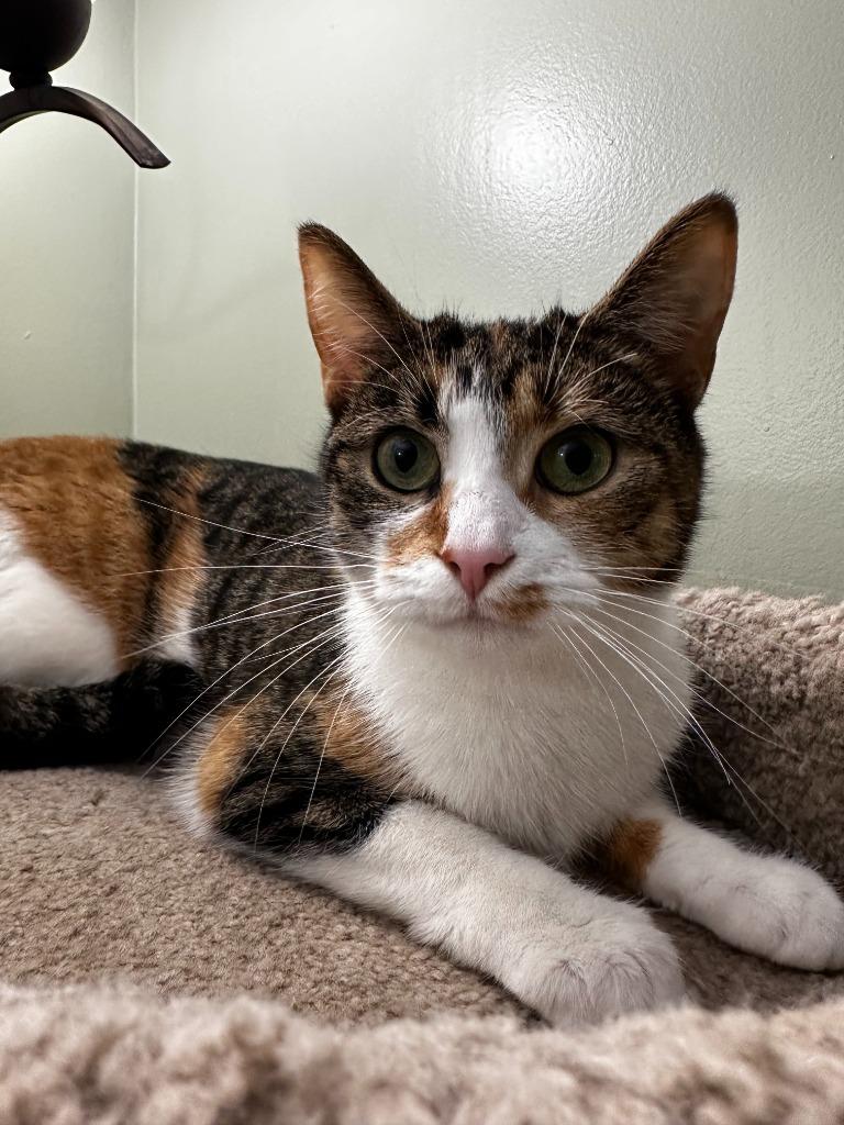 Enlarge Peanut Butter Cup, a Adoptable Domestic Short Hair in Arthur, ON image 1/6