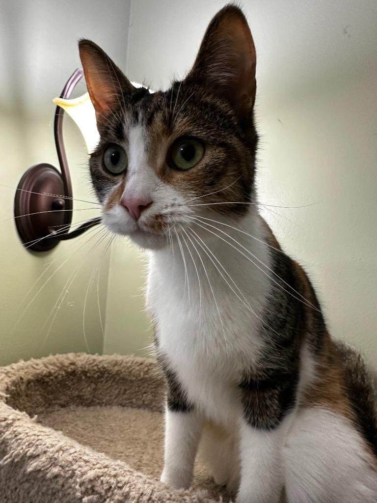 Enlarge Peanut Butter Cup, a Adoptable Domestic Short Hair in Arthur, ON image 2/6