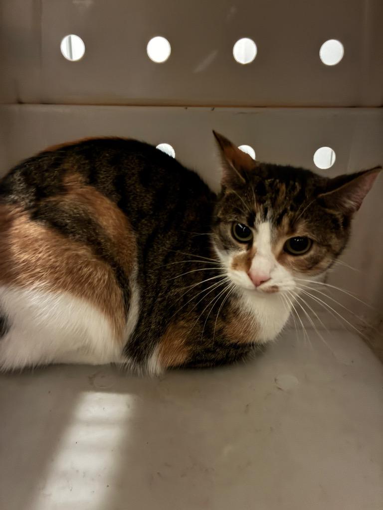 Enlarge Peanut Butter Cup, a Adoptable Domestic Short Hair in Arthur, ON image 3/6