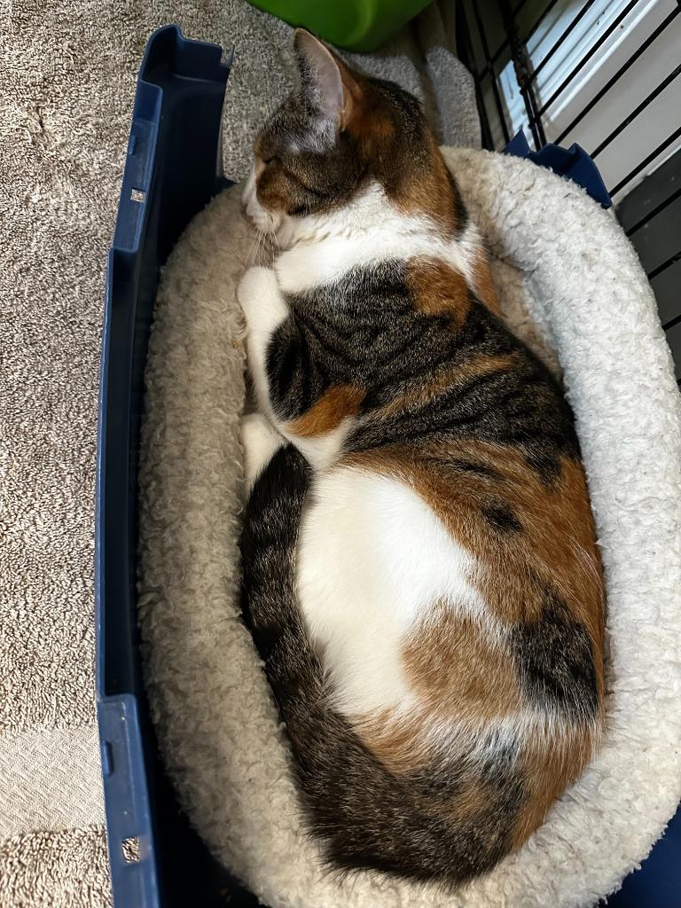 Enlarge Peanut Butter Cup, a Adoptable Domestic Short Hair in Arthur, ON image 4/6