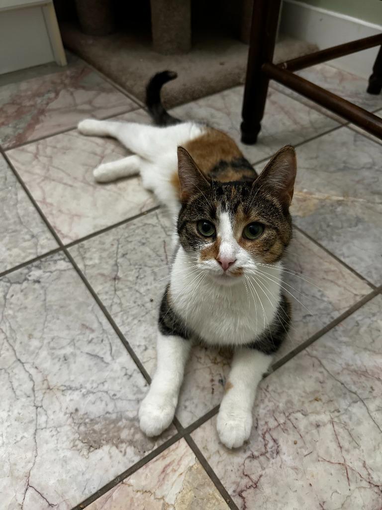 Enlarge Peanut Butter Cup, a Adoptable Domestic Short Hair in Arthur, ON image 5/6