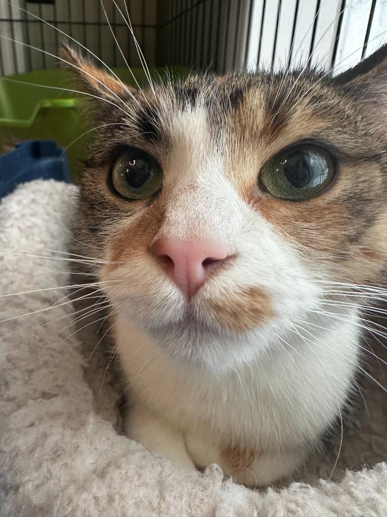 Enlarge Peanut Butter Cup, a Adoptable Domestic Short Hair in Arthur, ON image 6/6