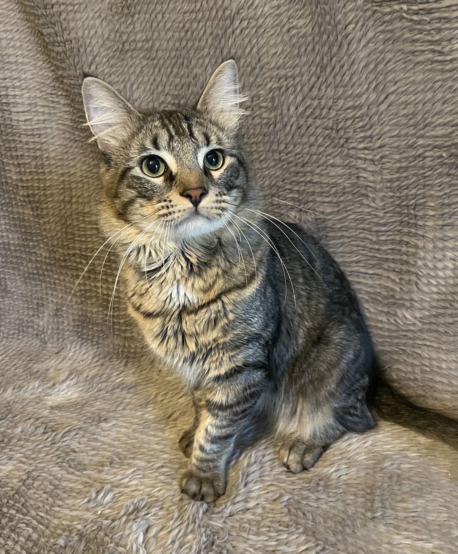 Joe Frazier - Andrea foster, Adoptable, Adult Male Domestic Long Hair.