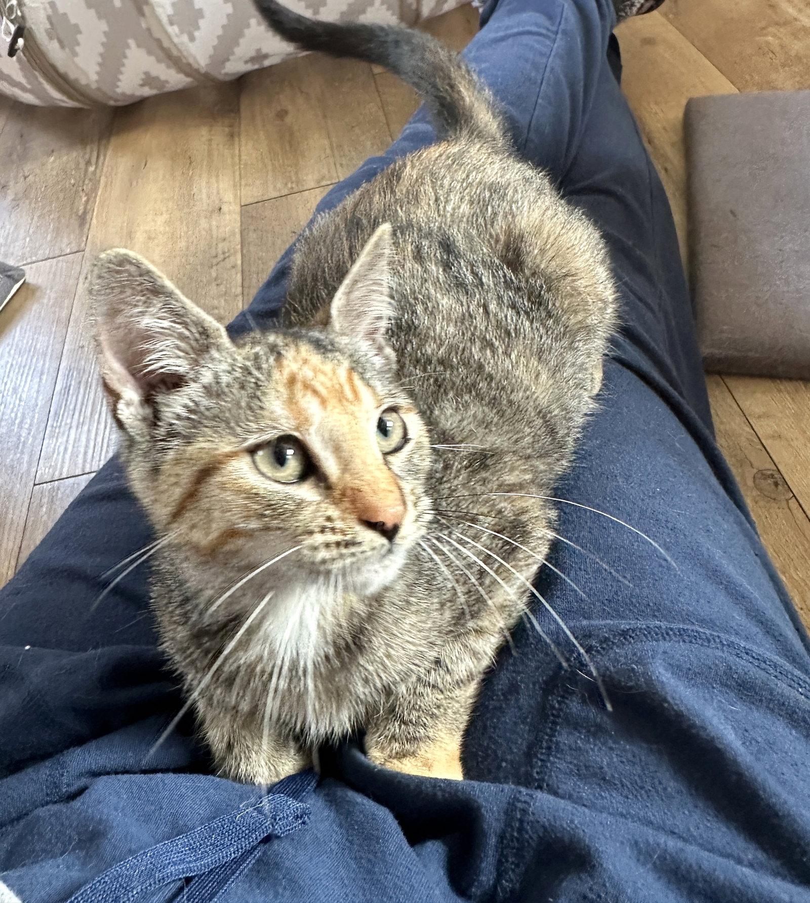 Tabitha C Ingram, Adoptable, Kitten Female Tabby & Domestic Short Hair.