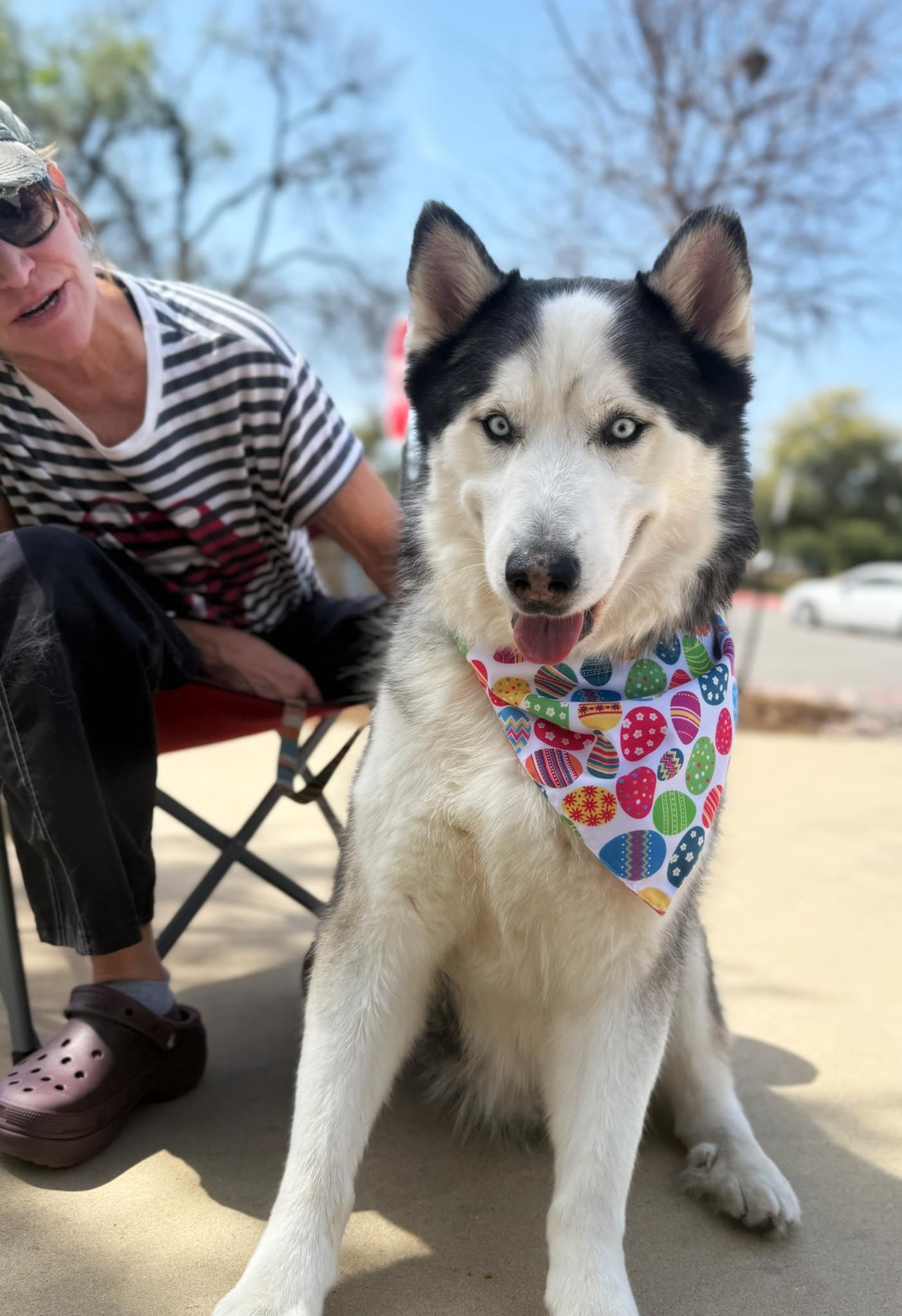 Photo of Adult Male Siberian Husky Black, White / Cream