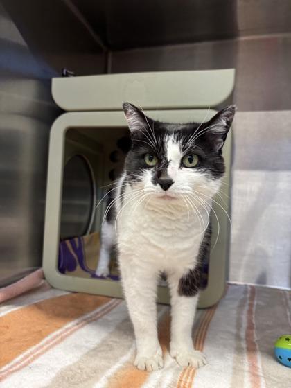 Enlarge Tessa, a Adoptable mixed breed in Lafayette, IN image 1/3