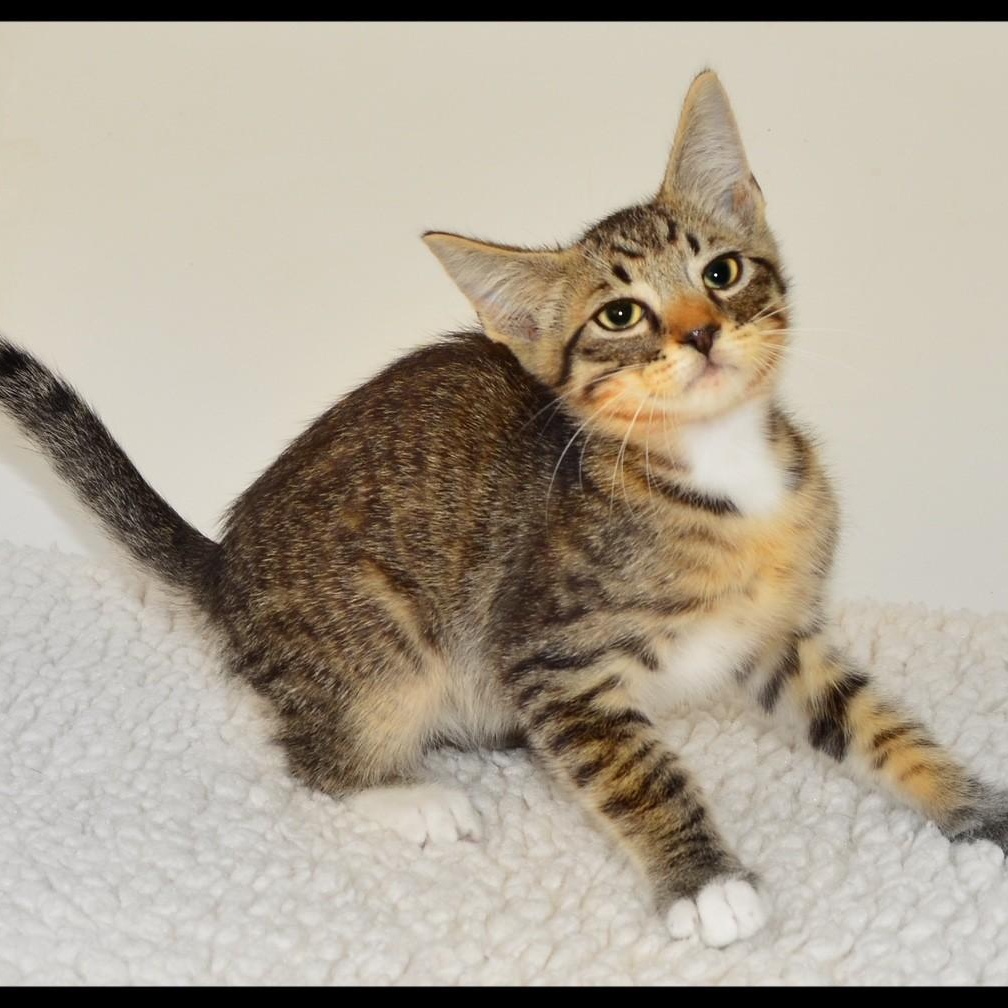 Arthur, ADOPTABLE, Kitten Male Tabby.