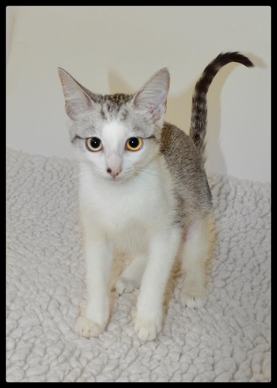 Arthur, a ADOPTABLE Tabby in San Andreas, CA image 2/2