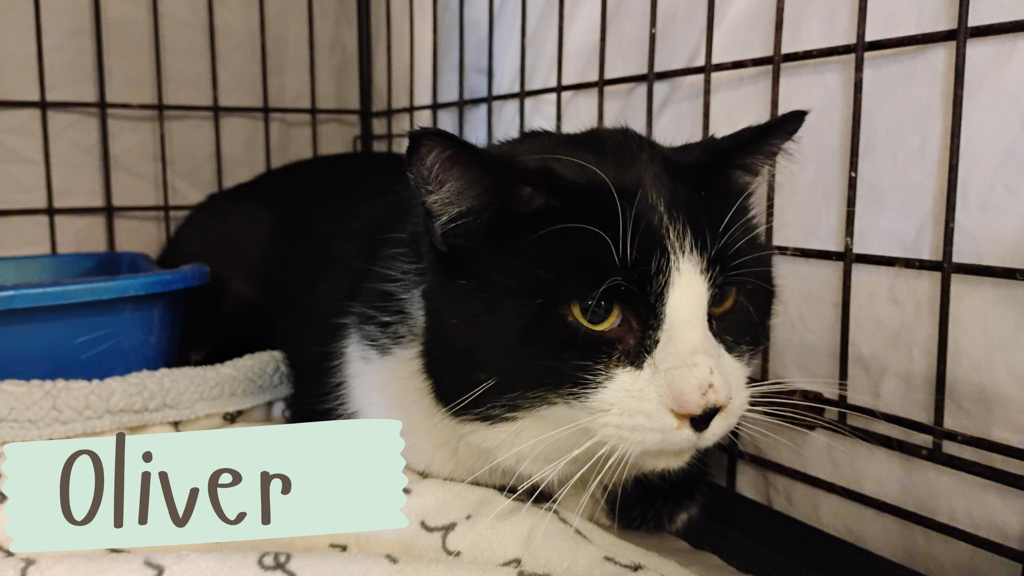 Enlarge Oliver, a Adoptable Domestic Short Hair in Muncie, IN image 1/1