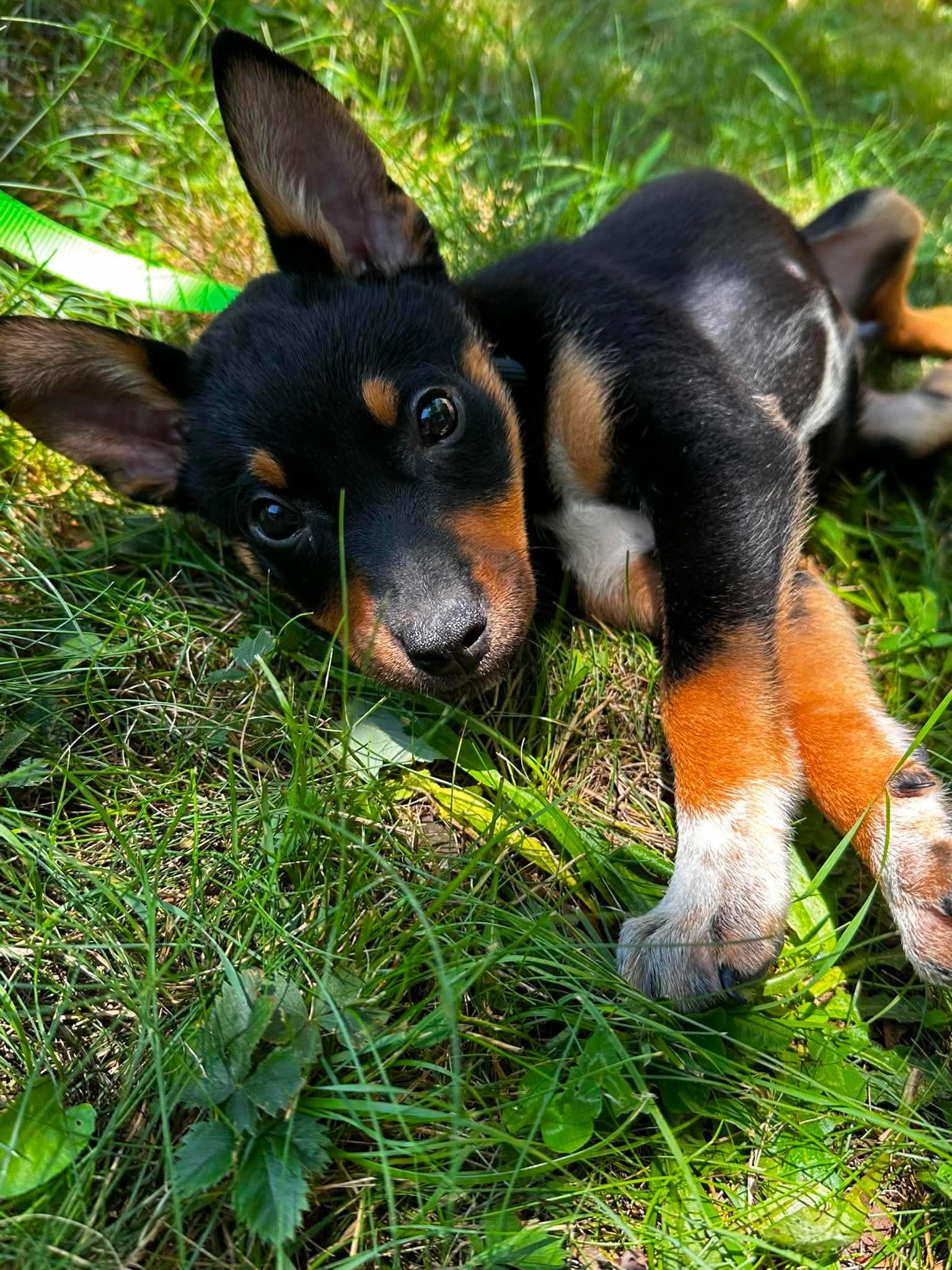 Twig, Adoptable, Puppy Male Mixed Breed.