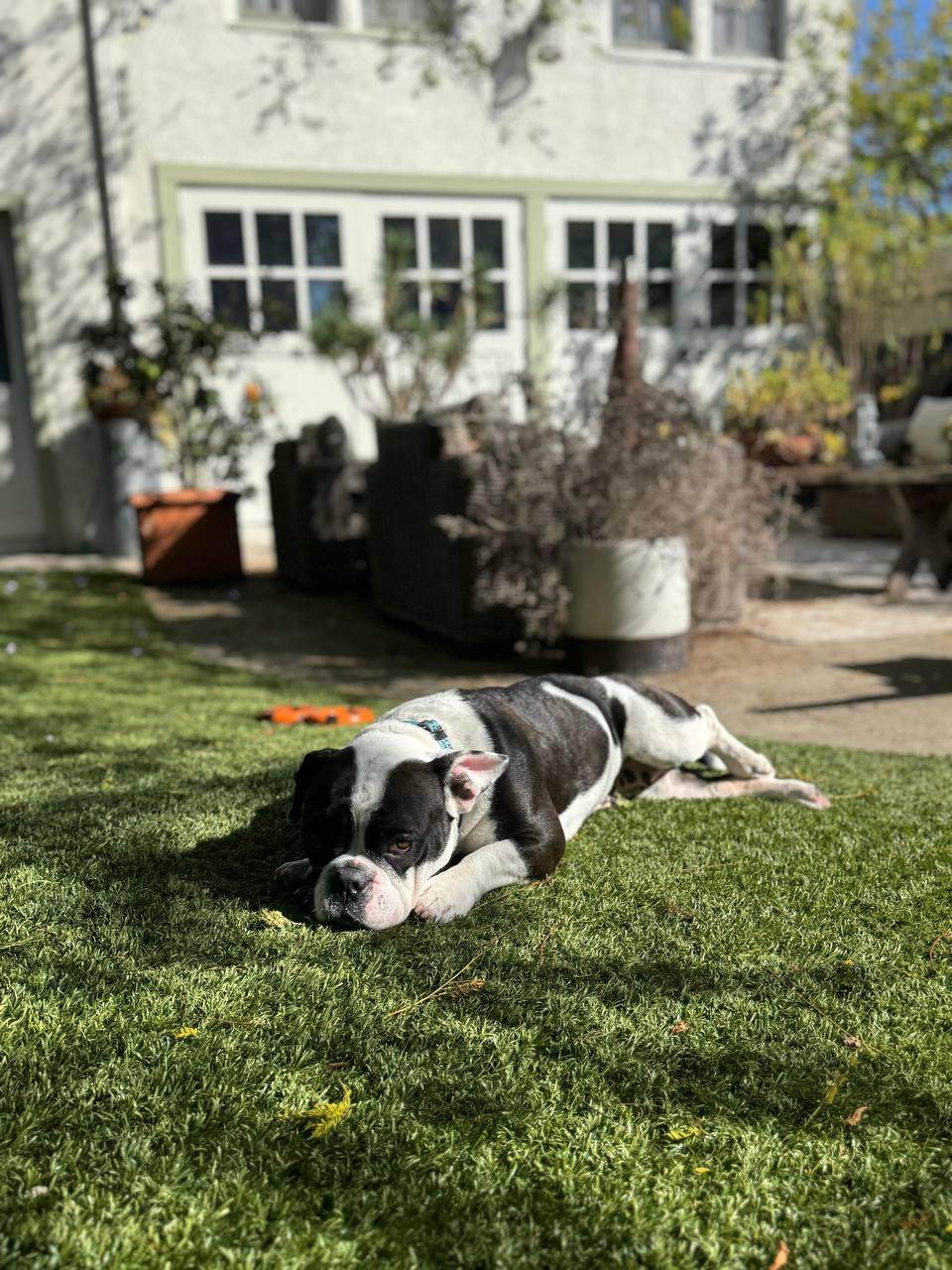 Gidget, Adoptable, Adult Female French Bulldog.