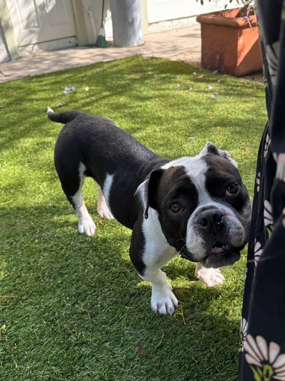 Gidget, a Adoptable French Bulldog in Los Angeles, CA image 2/6