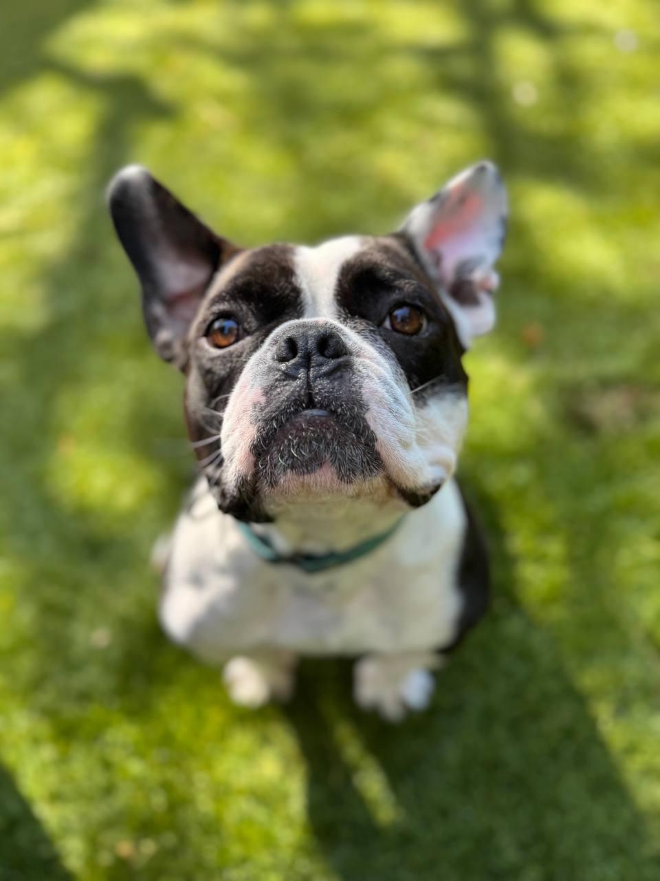 Gidget, Adoptable, Adult Female French Bulldog.