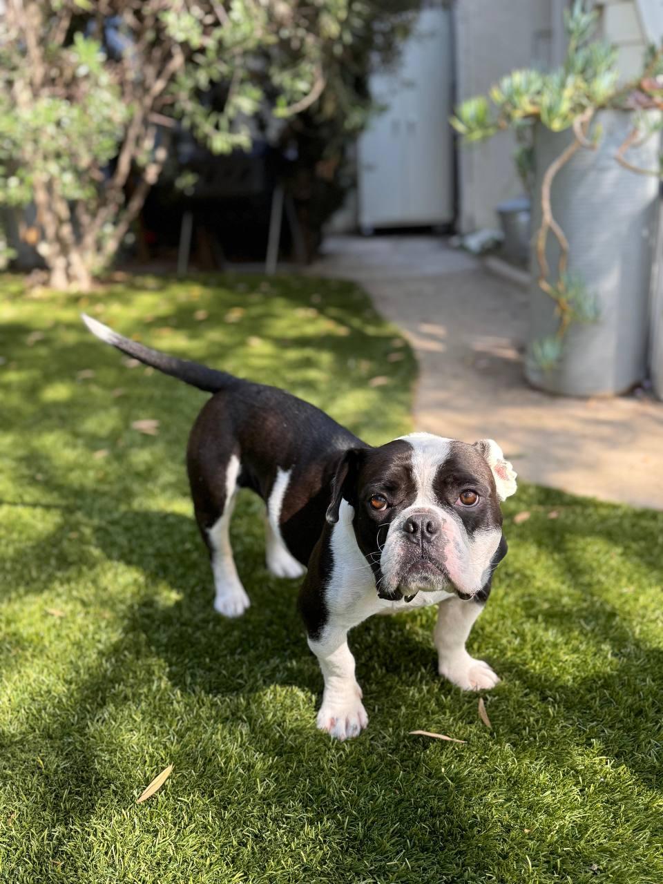 Gidget, a Adoptable French Bulldog in Los Angeles, CA image 6/6
