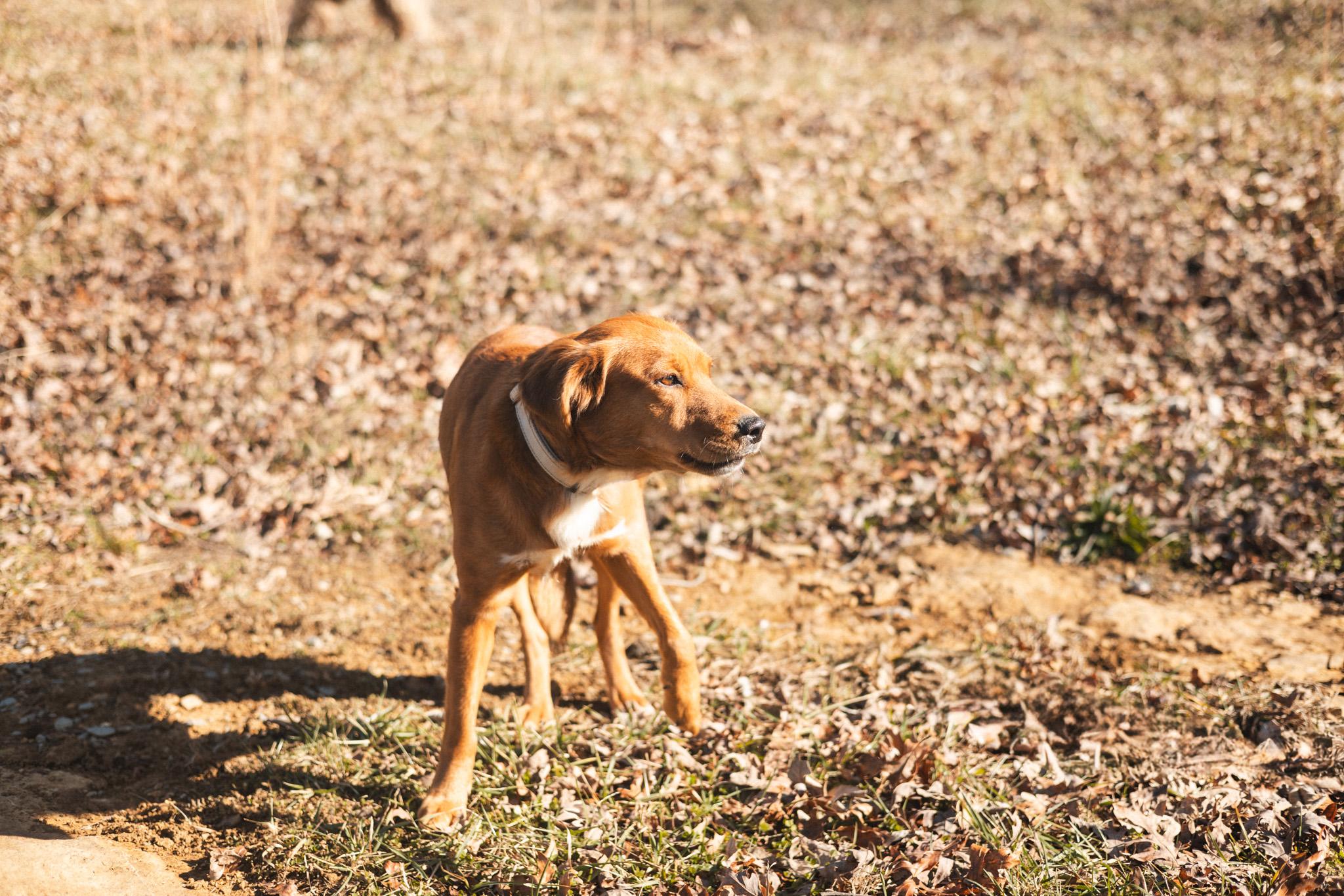 Scarlet Rose  Transport thumbnail 3