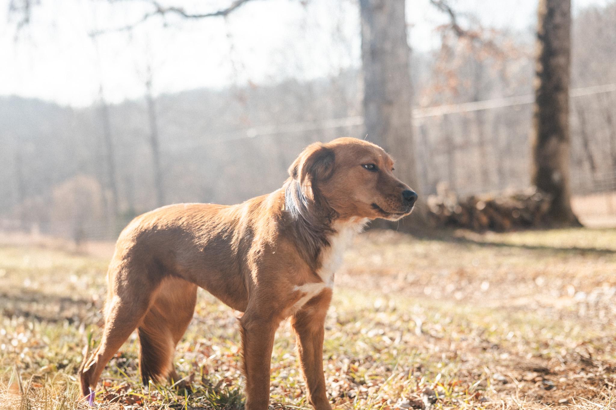 Scarlet Rose  Transport thumbnail 4