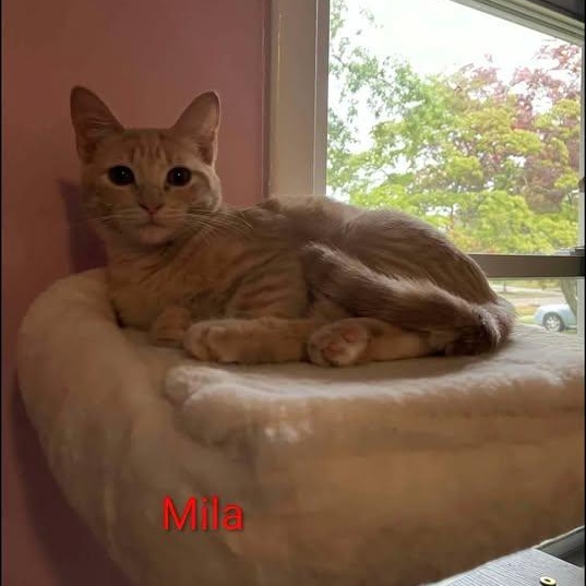 Enlarge Mila, a Adoptable Tabby in Westland, MI image 1/4