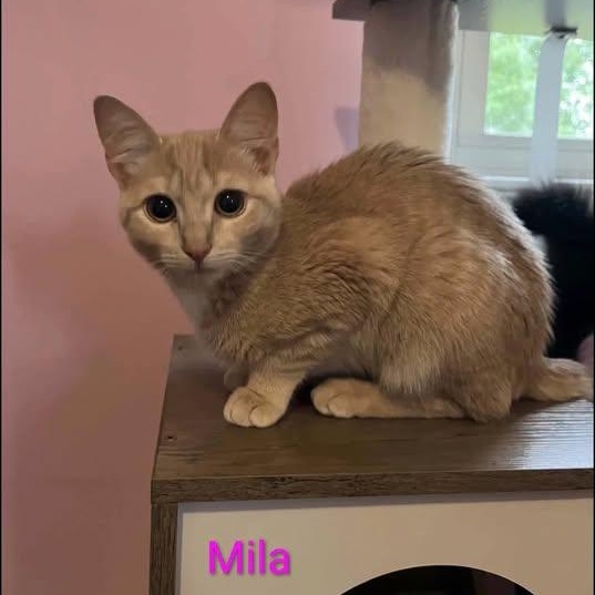 Enlarge Mila, a Adoptable Tabby in Westland, MI image 2/4