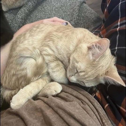 Enlarge Mila, a Adoptable Tabby in Westland, MI image 3/4