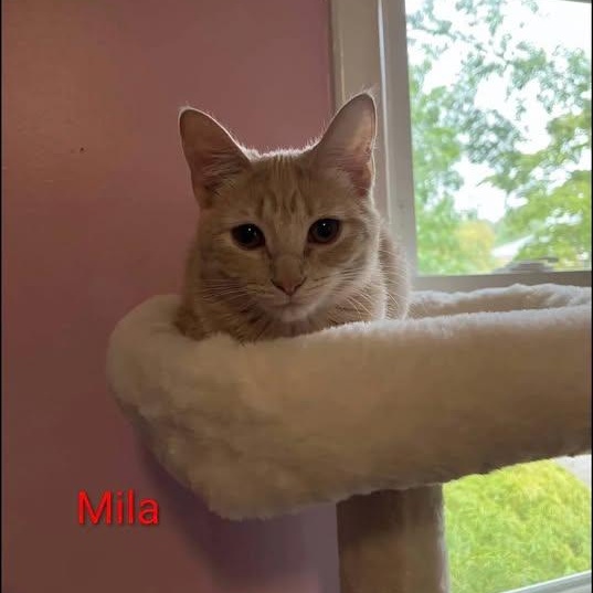 Enlarge Mila, a Adoptable Tabby in Westland, MI image 4/4