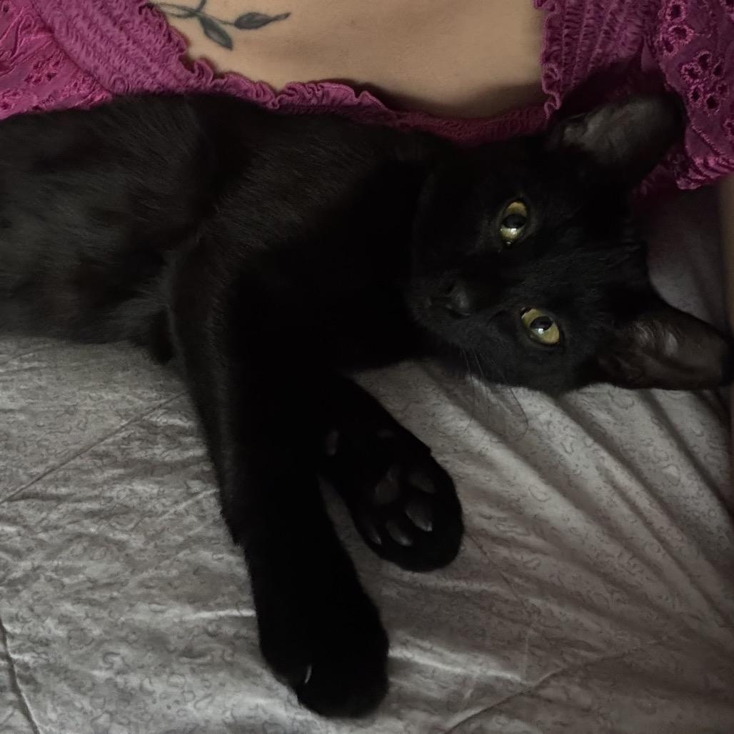 Enlarge Bagheera, a Adoptable Domestic Short Hair in Calgary, AB image 1/5