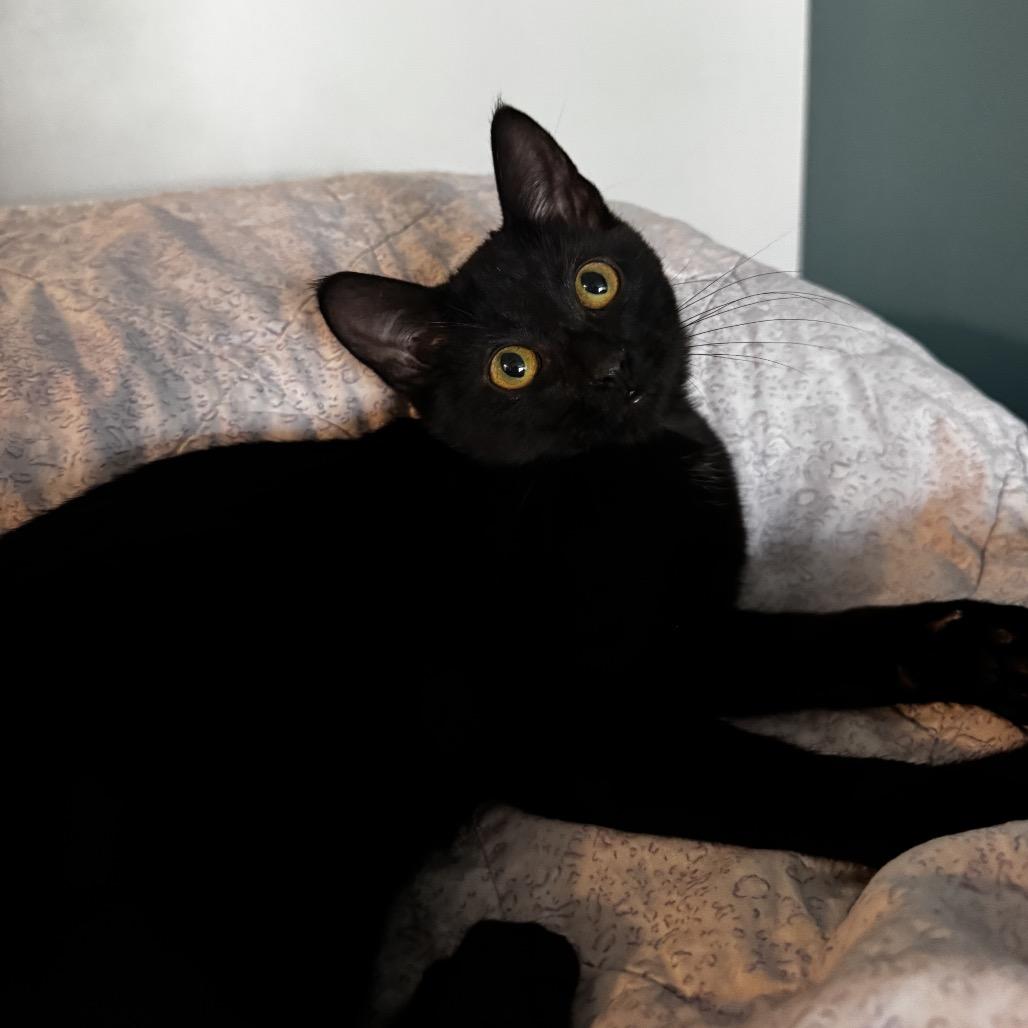 Enlarge Bagheera, a Adoptable Domestic Short Hair in Calgary, AB image 2/5