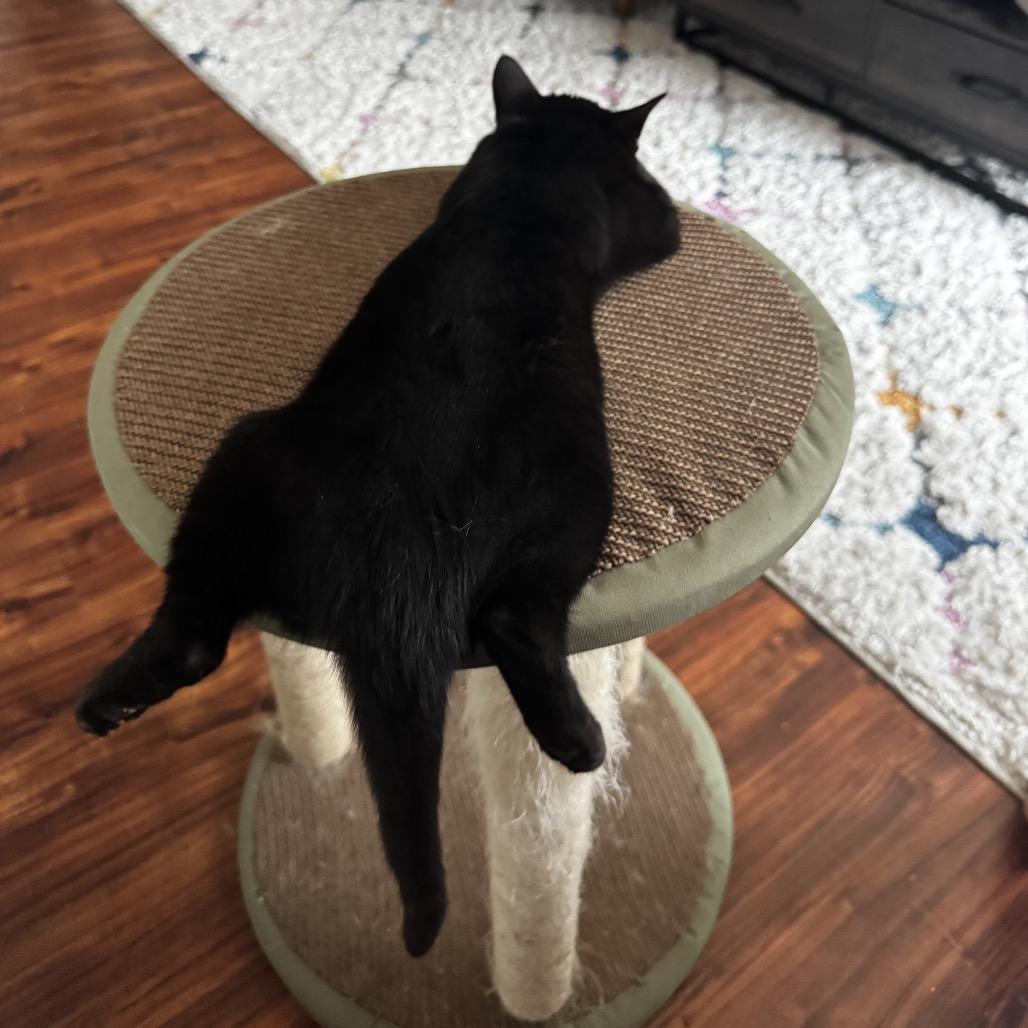 Enlarge Bagheera, a Adoptable Domestic Short Hair in Calgary, AB image 3/5