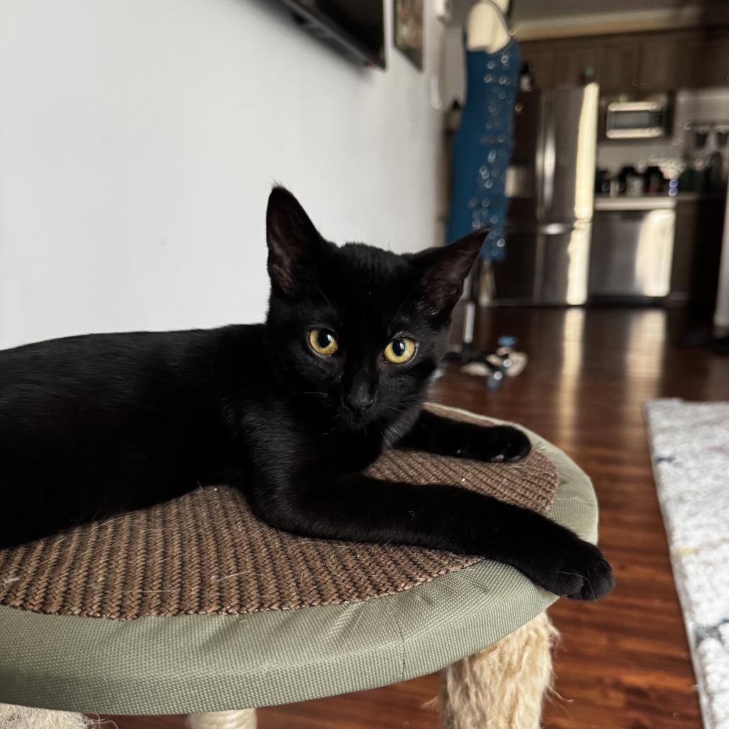 Enlarge Bagheera, a Adoptable Domestic Short Hair in Calgary, AB image 4/5