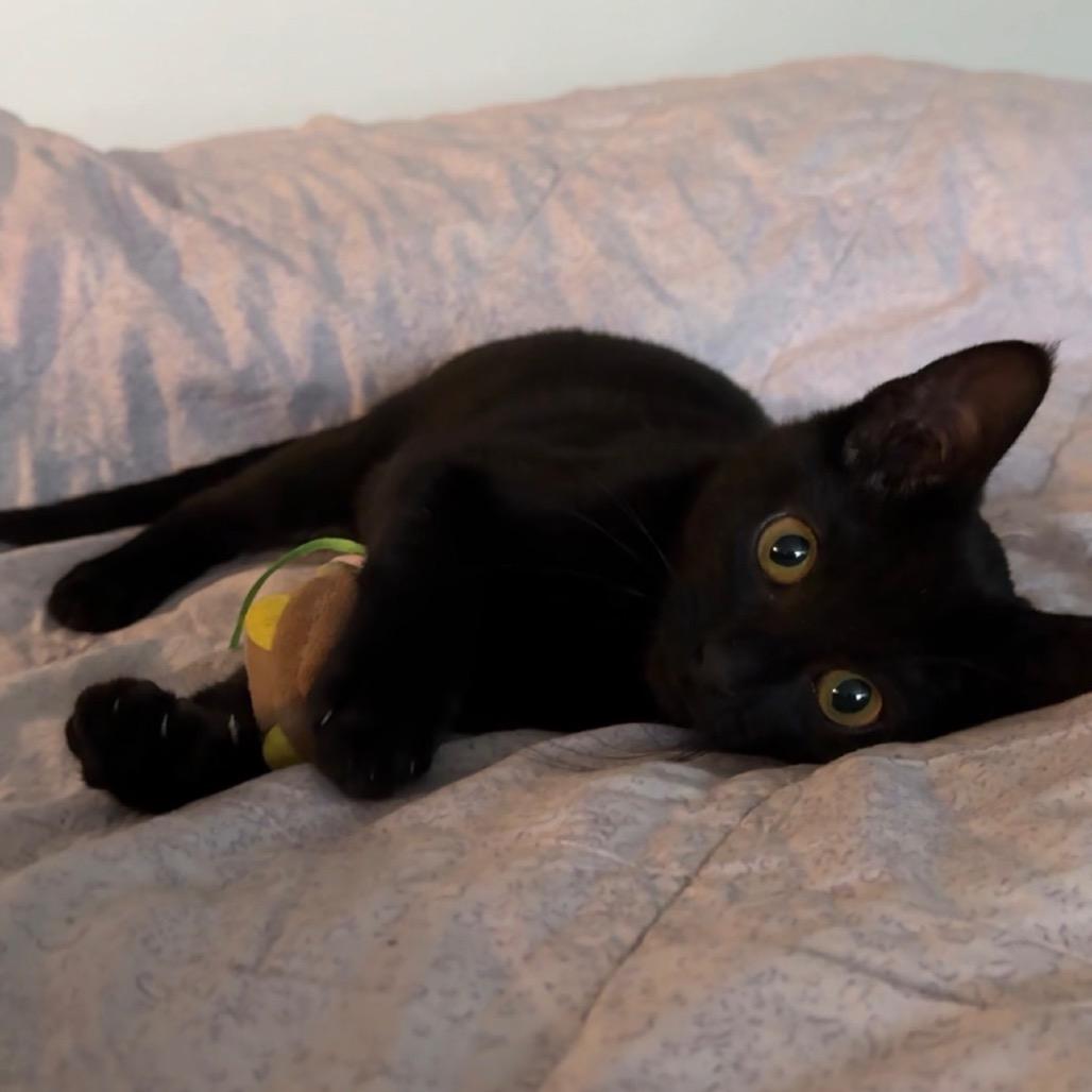 Enlarge Bagheera, a Adoptable Domestic Short Hair in Calgary, AB image 5/5