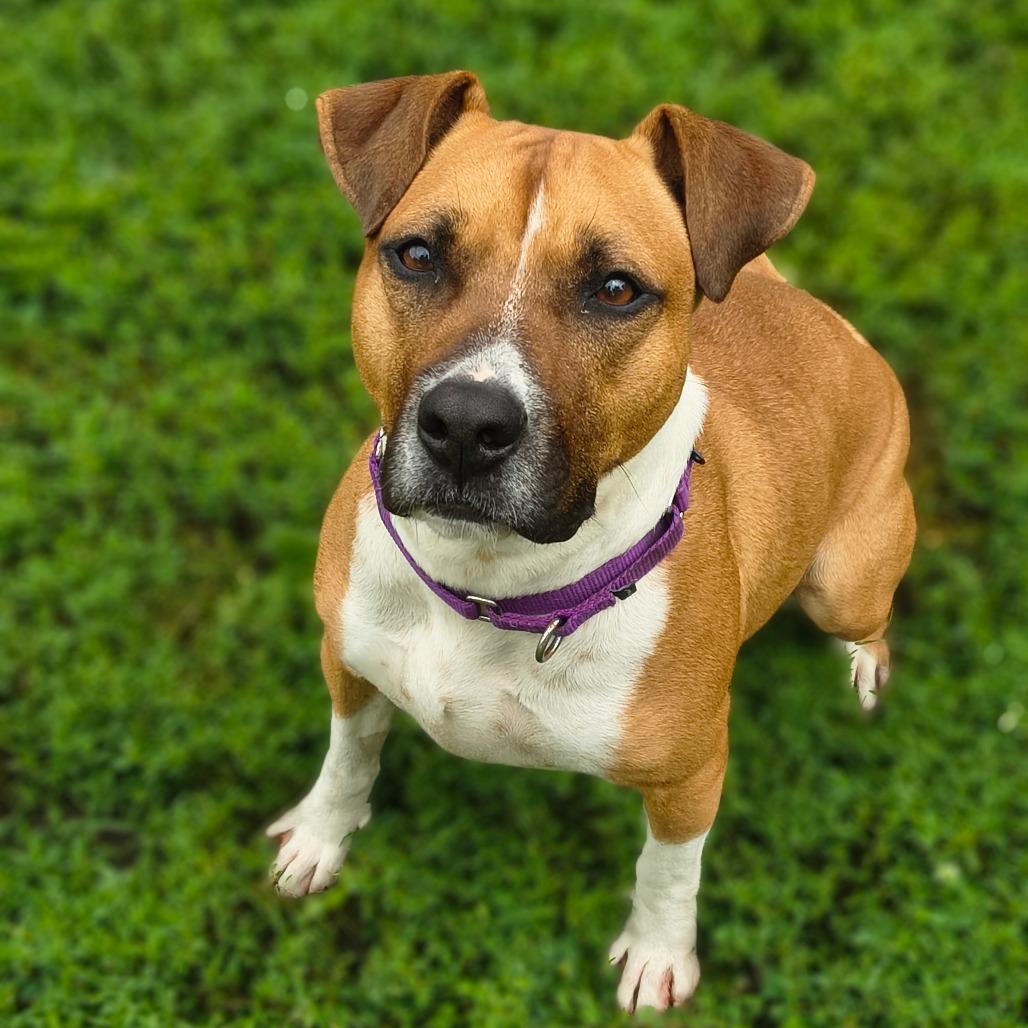 Kona, Adoptable, Adult Female Mixed Breed.