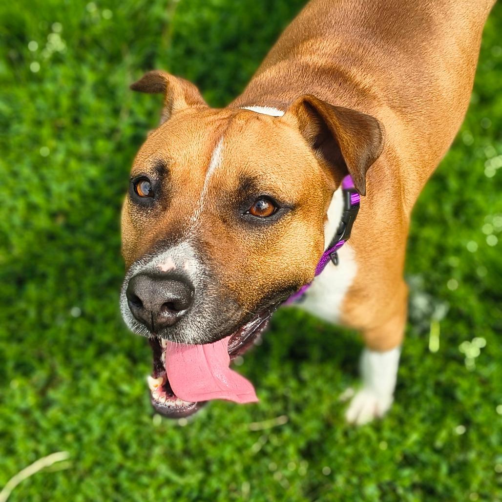 Kona, a Adoptable Mixed Breed in Edwardsville, IL image 1/6