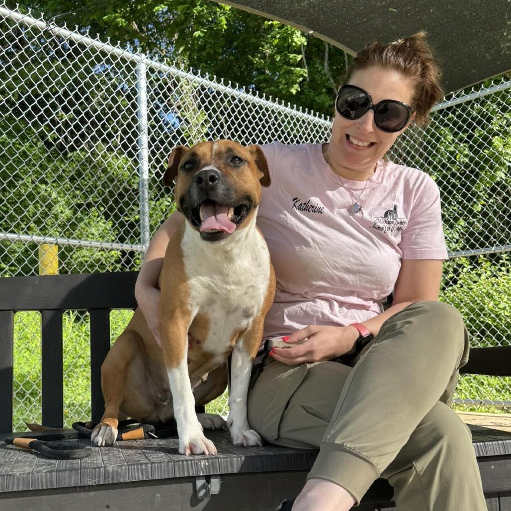 Kona, a Adoptable Mixed Breed in Edwardsville, IL image 2/6