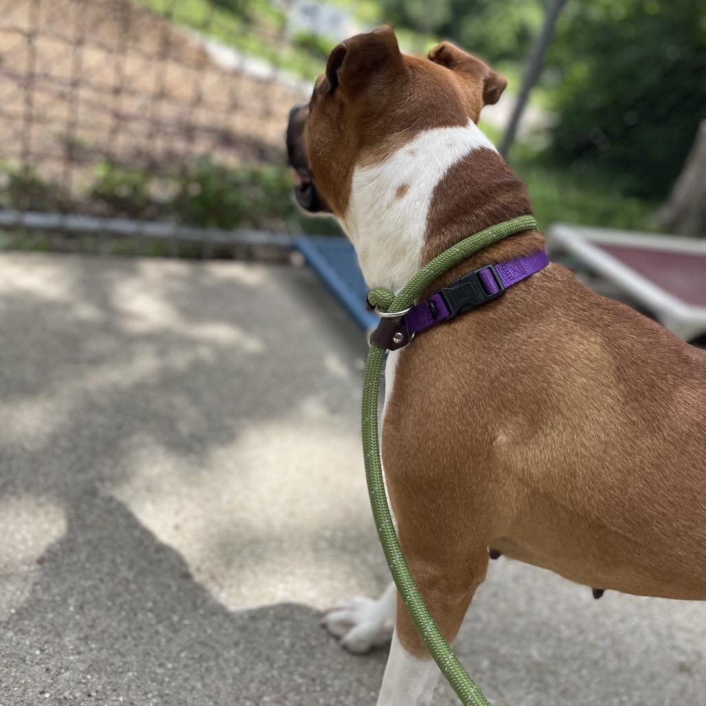 Kona, a Adoptable Mixed Breed in Edwardsville, IL image 3/6
