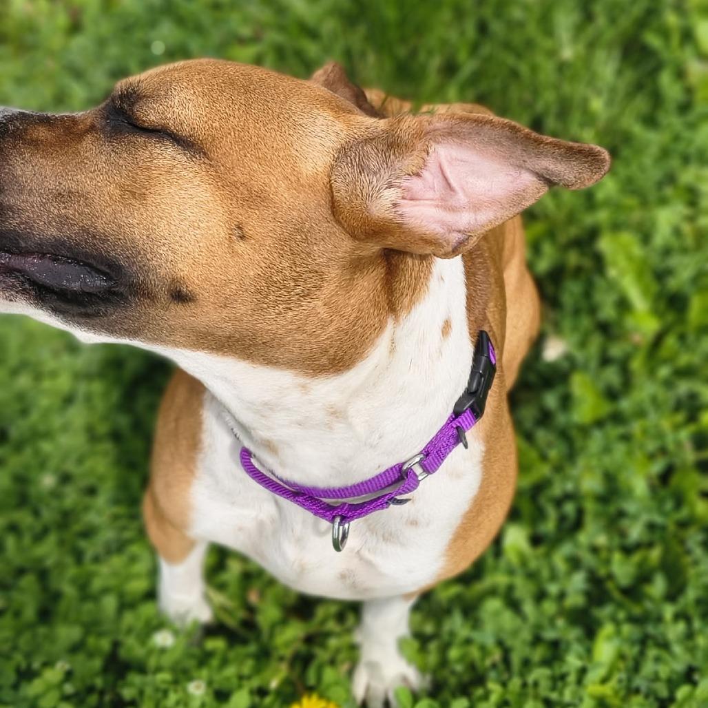 Kona, a Adoptable Mixed Breed in Edwardsville, IL image 4/6