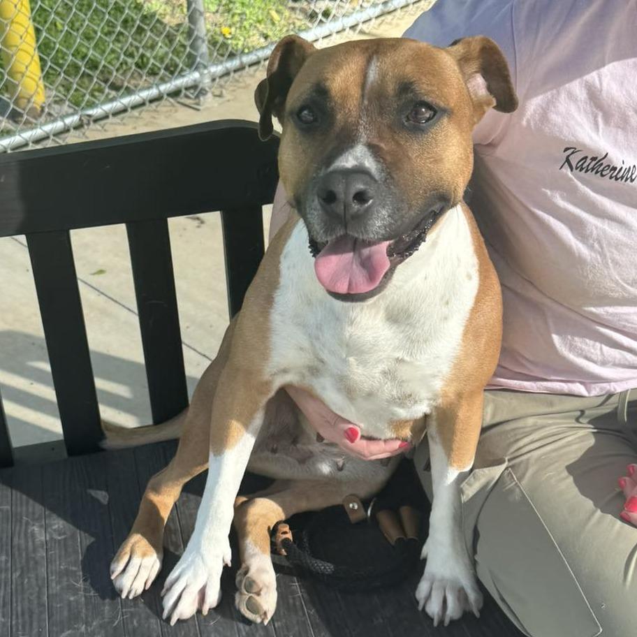 Kona, a Adoptable Mixed Breed in Edwardsville, IL image 5/6