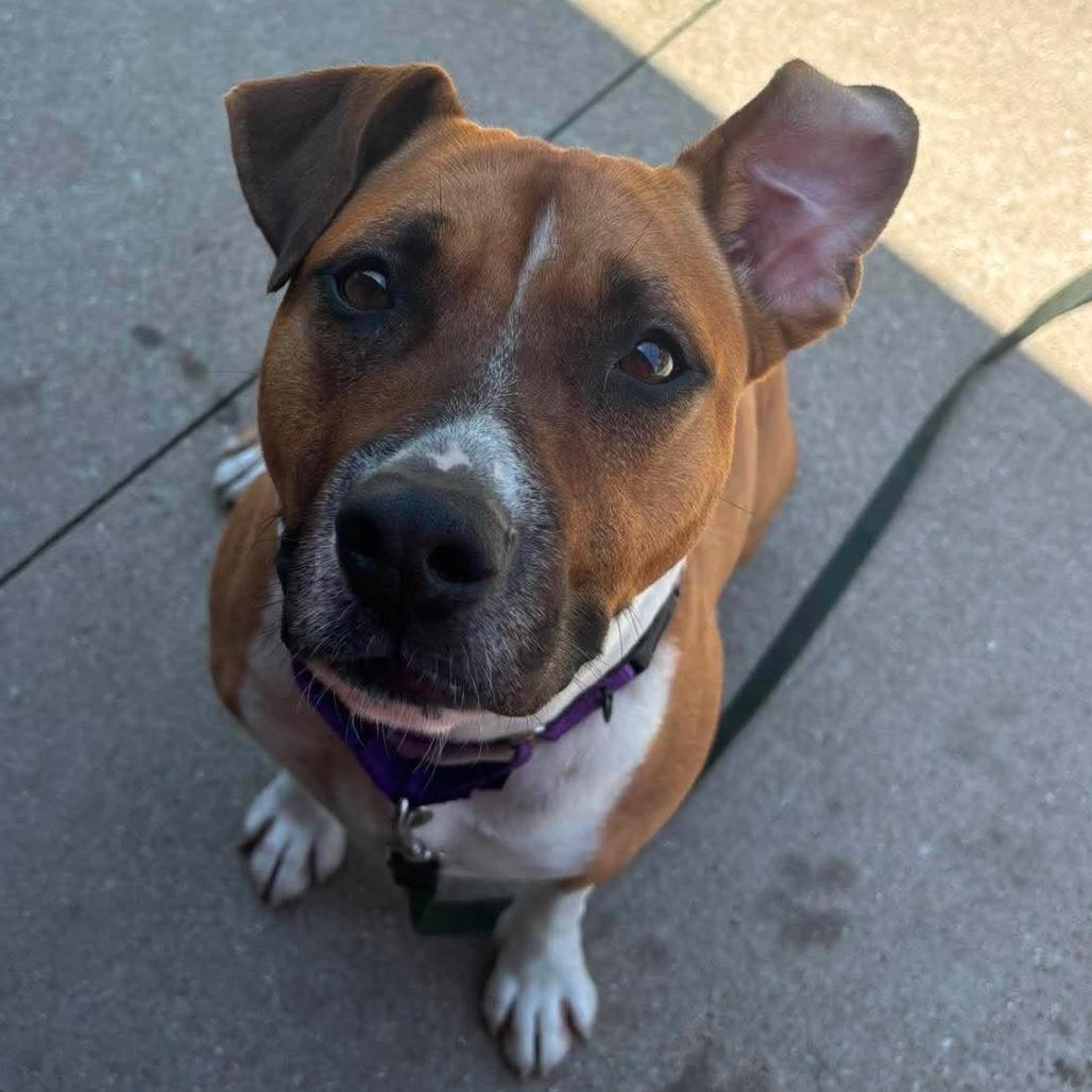 Kona, a Adoptable Mixed Breed in Edwardsville, IL image 6/6