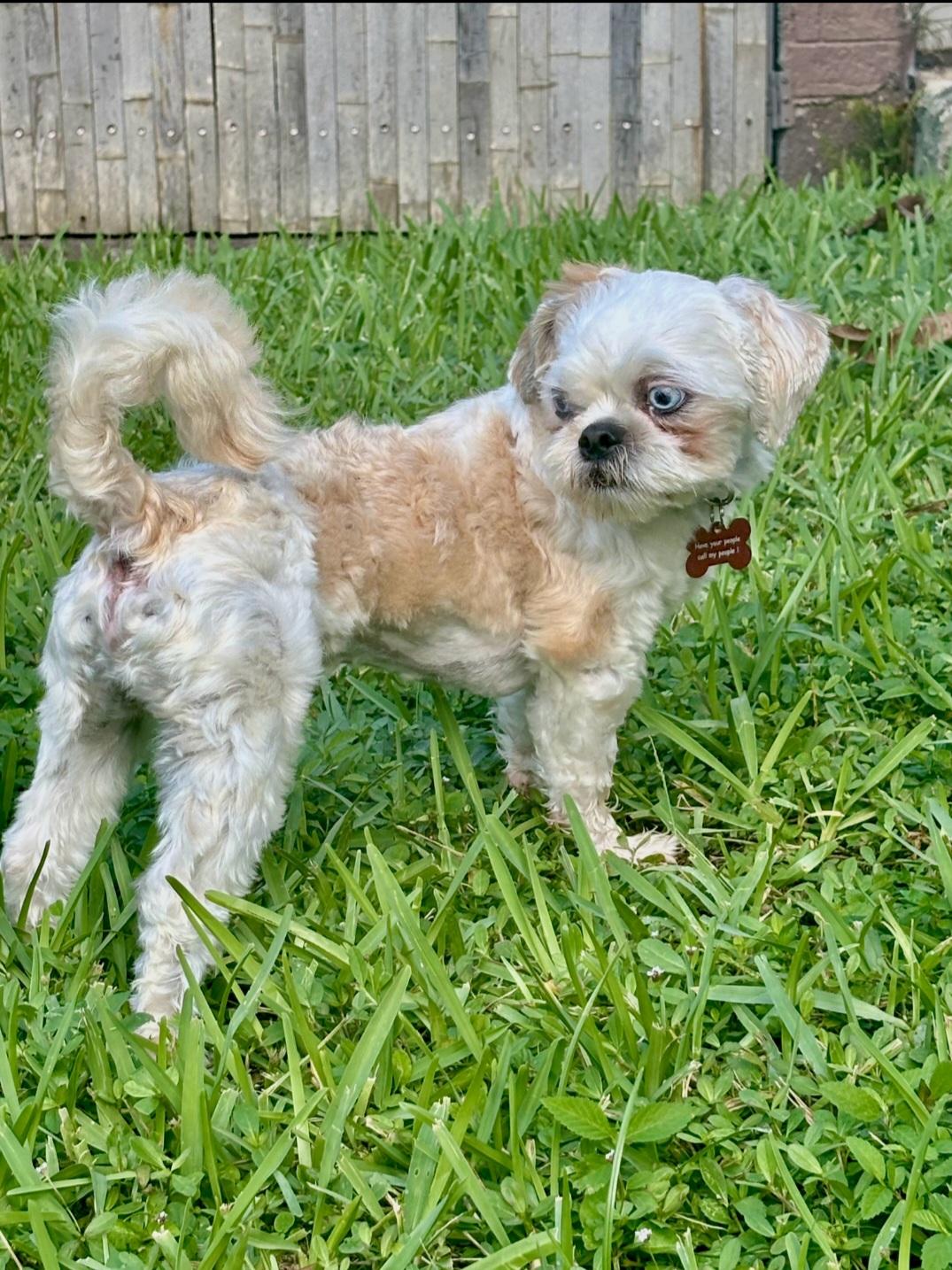 Enlarge Duffy, a Adopted Shih Tzu in Miami, FL image 2/5