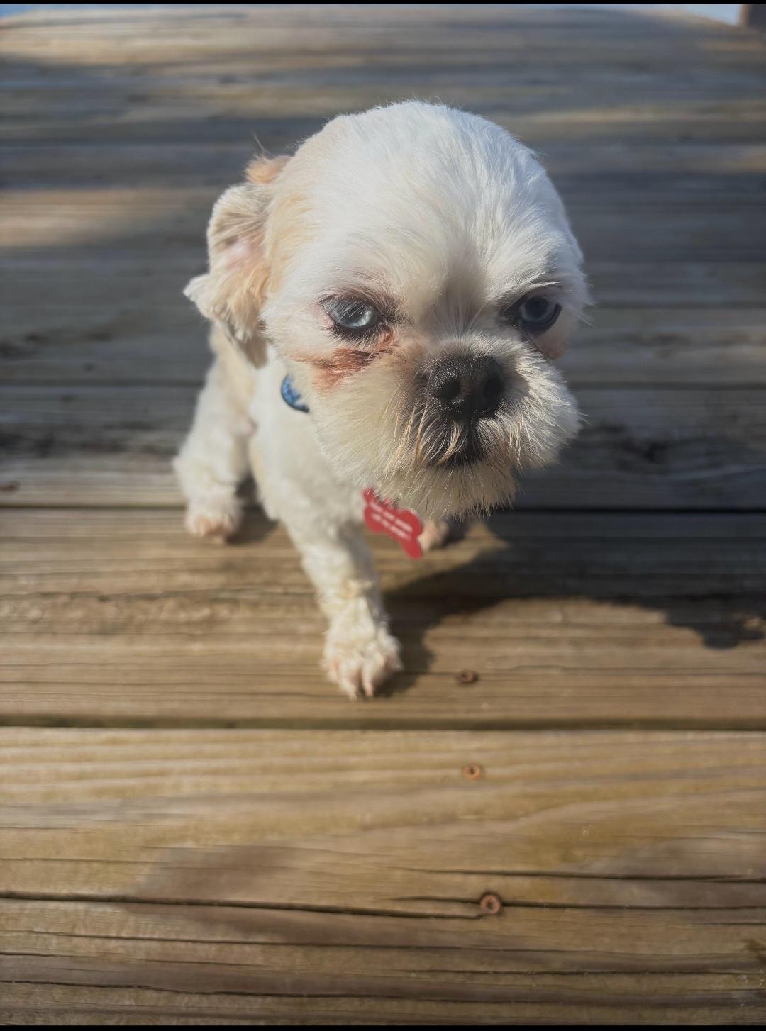 Enlarge Duffy, a Adopted Shih Tzu in Miami, FL image 4/5