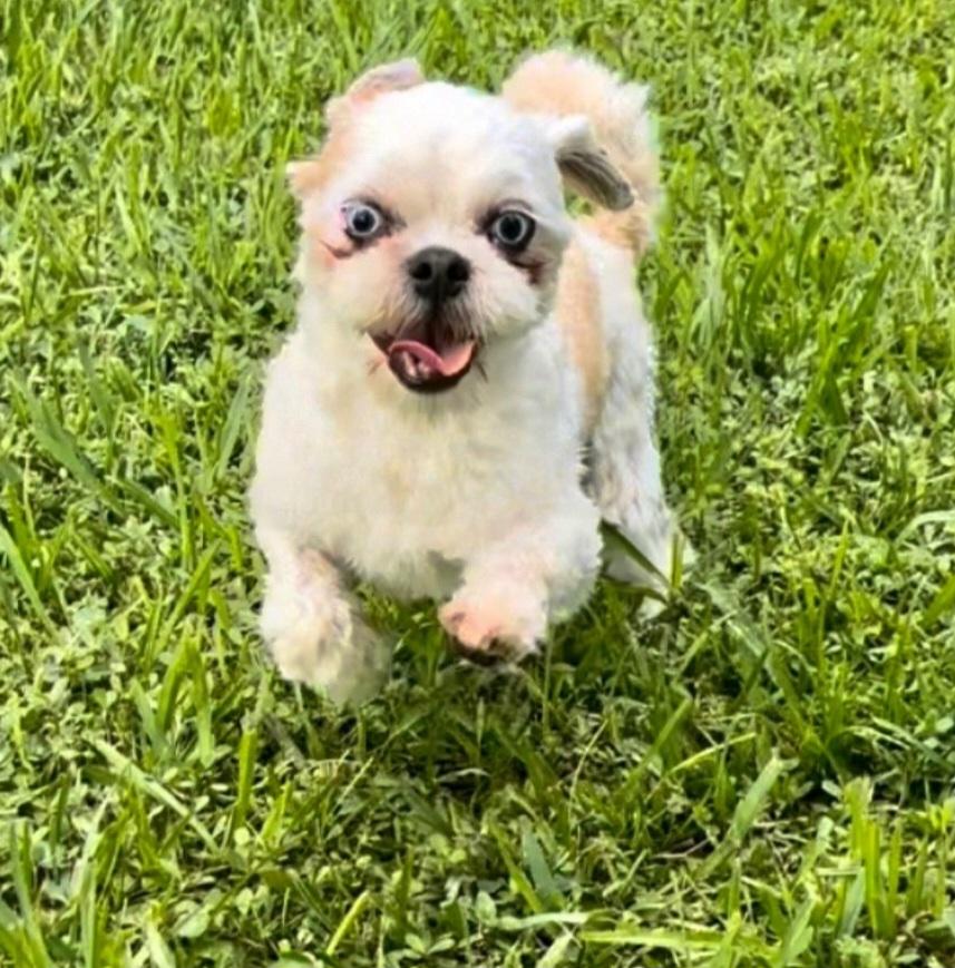 Enlarge Duffy, a Adopted Shih Tzu in Miami, FL image 1/5