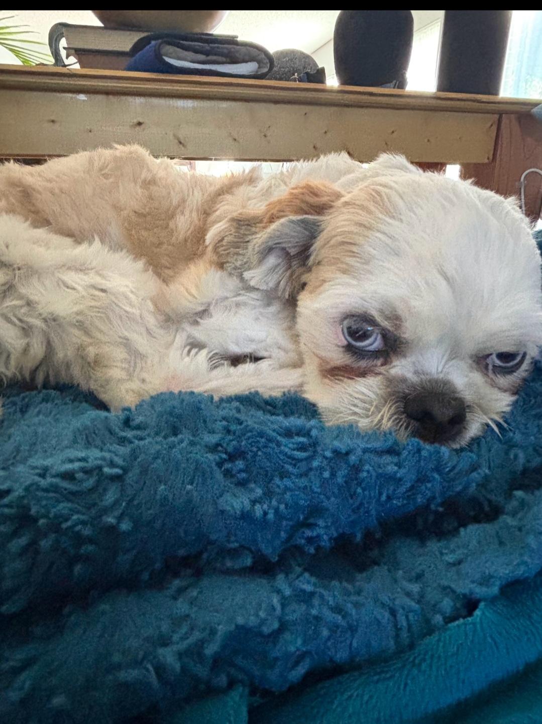 Enlarge Duffy, a Adopted Shih Tzu in Miami, FL image 3/5