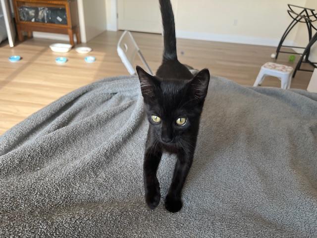 Enlarge Esme Meaning to Love, a ADOPTABLE Tabby in Eagle Point, OR image 4/6