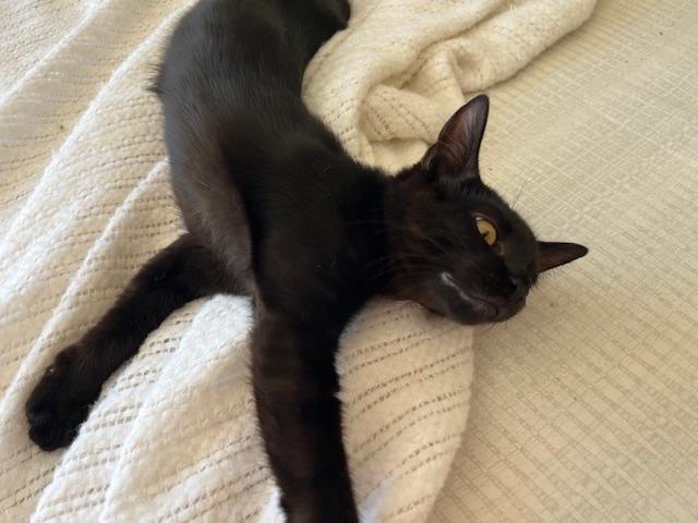 Enlarge Esme Meaning to Love, a ADOPTABLE Tabby in Eagle Point, OR image 2/6