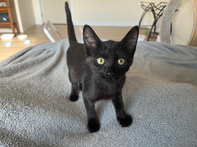 Enlarge Esme Meaning to Love, a ADOPTABLE Tabby in Eagle Point, OR image 1/6
