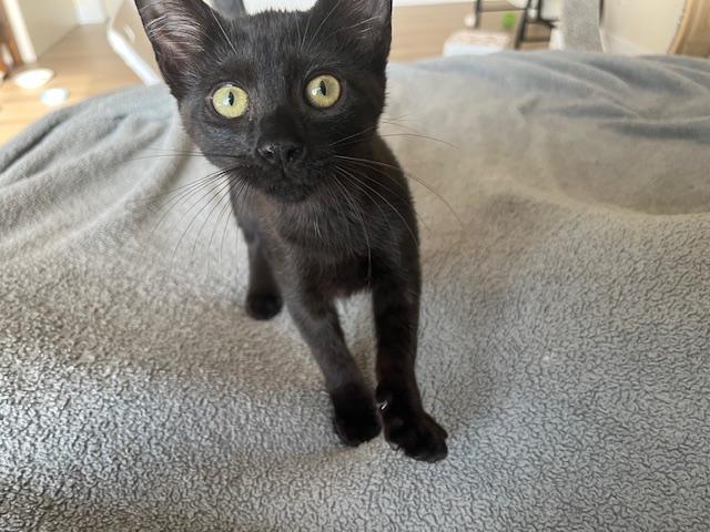 Enlarge Esme Meaning to Love, a ADOPTABLE Tabby in Eagle Point, OR image 5/6