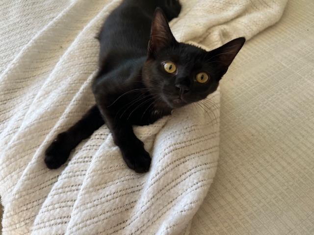 Enlarge Esme Meaning to Love, a ADOPTABLE Tabby in Eagle Point, OR image 3/6